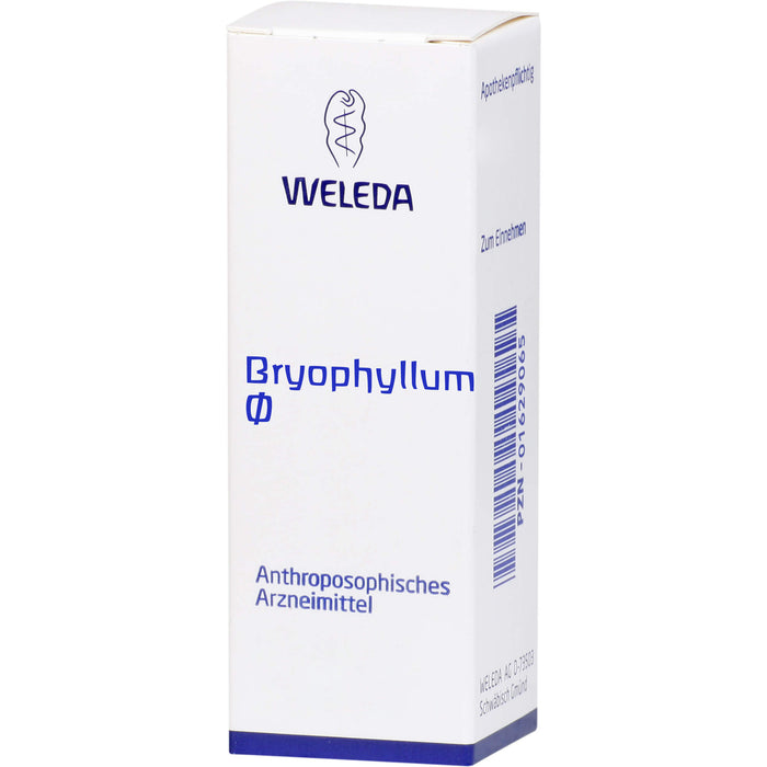 Bryophyllum Urtinktur Weleda Dil., 50 ml DIL