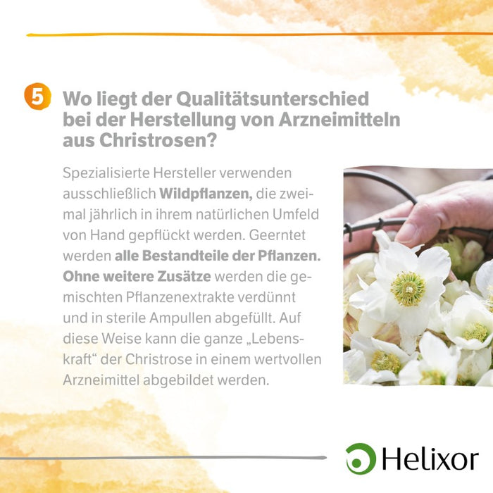 Helleborus niger D 30 aquos., 8 pc Ampoules