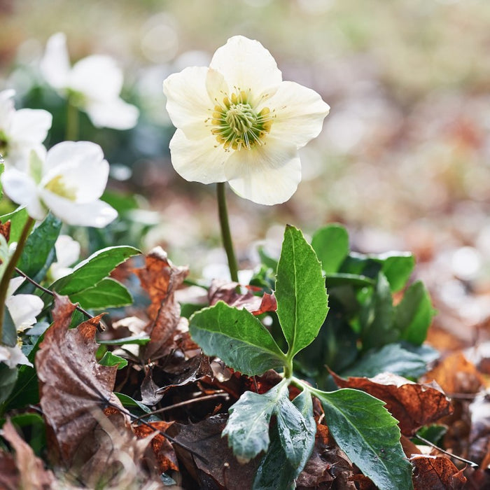 Helleborus niger aquos. D5, 50 St. Ampullen