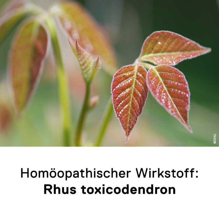 DHU Rhus toxicodendron D6 Streukügelchen, 10 g Globules